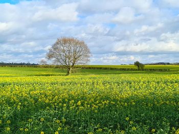 Rapesield field on a nearby walk