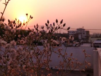 Close-up of plants against sky during sunset