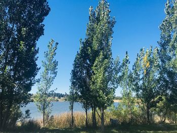 Low angle view of trees against sky