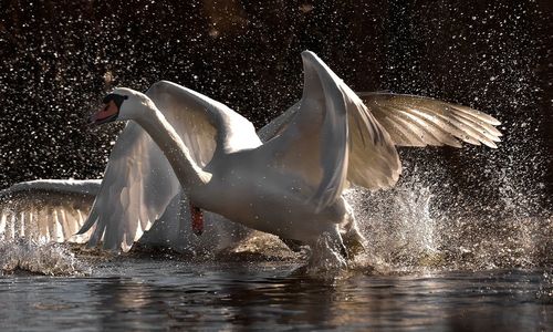 View of swan in water