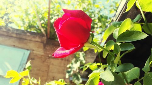 Close-up of red rose blooming outdoors