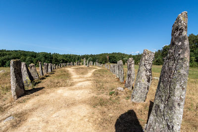 Panoramic shot of plants against clear blue sky