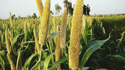 Close-up of crops growing on field