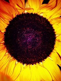 Close-up of sunflower