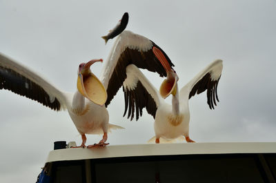 Low angle view of birds flying against sky