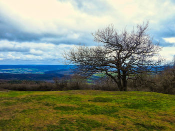 Bare tree on field against sky