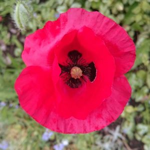 Close-up of red flowers