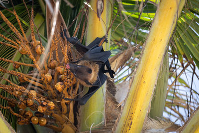 Close-up of bird eating plants