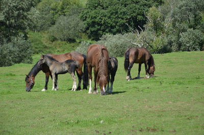 Horses grazing in a field