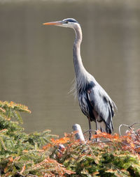 High angle view of gray heron perching on a lake