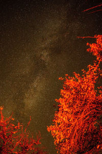 Low angle view of tree against sky at night