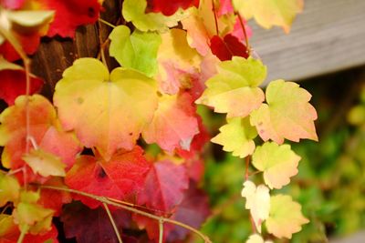 Close-up of maple leaves