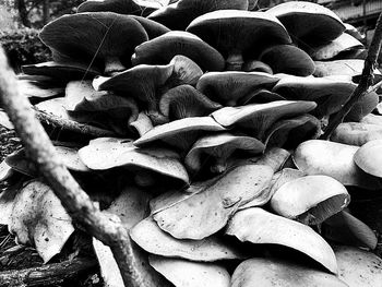 High angle view of mushrooms growing on field