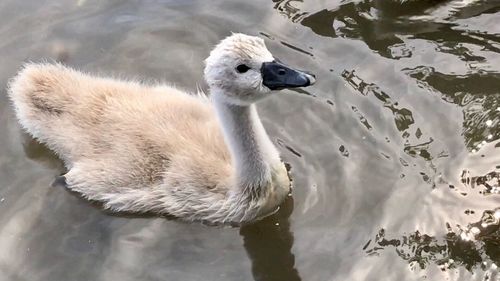 Close-up of swan on lake