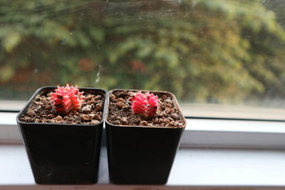 Close-up of potted plant on window sill, cactus