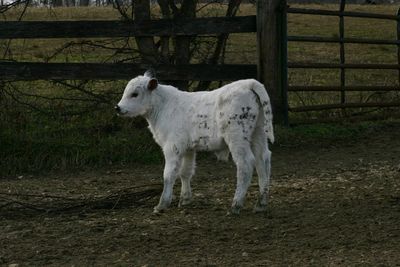 Cow standing in a field