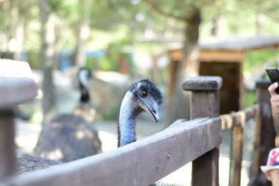 View of birds on railing