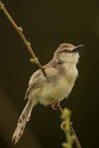 Close-up of bird perching on twig