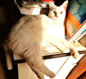 Close-up portrait of cat on table at home