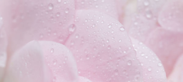 Close-up of wedding rose