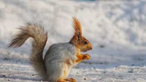 Close-up of squirrel on field