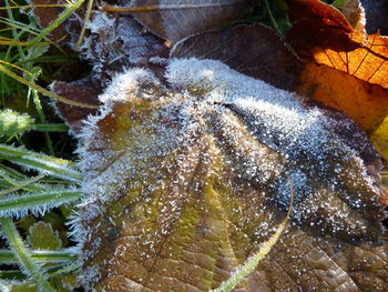 Close-up of frozen plant during winter