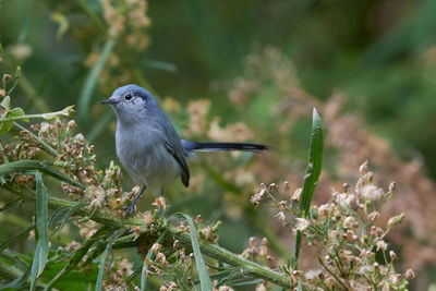 Close-up of bird perching on plant