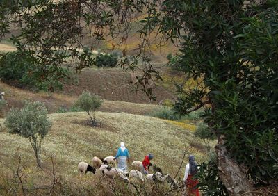 Women grazing sheep on field