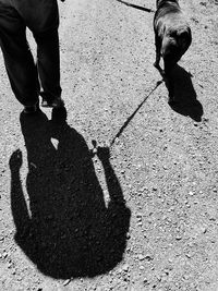 High angle view of dog shadow on street in city