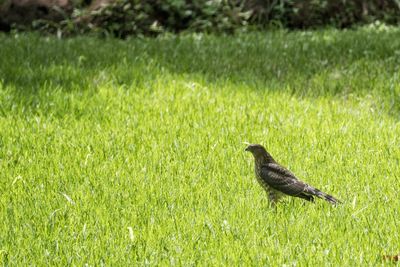 Side view of a bird on grass