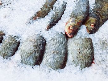 High angle view of fish for sale on ice at market