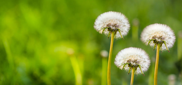 Close-up of dandelion flower on field