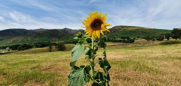 Scenic view of sunflower field against cloudy sky