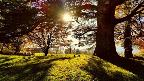 Trees on grassy field