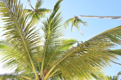 Low angle view of palm tree against sky