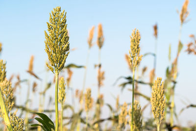 Close up millet or sorghum an important cereal crop in field