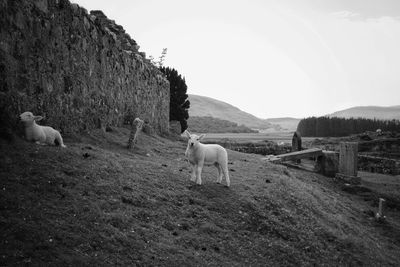 Sheep grazing in a field