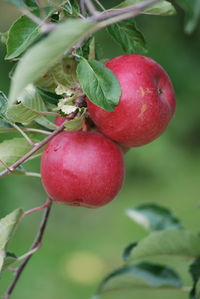 Close-up of cherries on tree