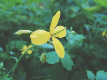 Close-up of yellow flower
