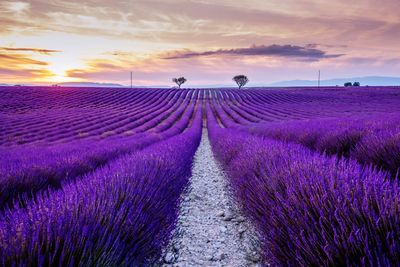 Purple flowering plants on field against sky during sunset