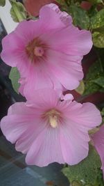 Close-up of pink hibiscus blooming outdoors