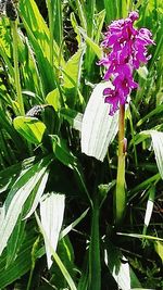 Close-up of flowers blooming outdoors