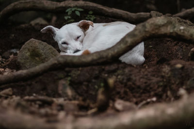 Close-up portrait of white dog on tree