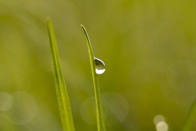 Close-up of dew on plant