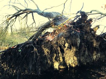 Close-up of tree trunk in forest