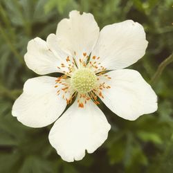 Close-up of white flowering plant