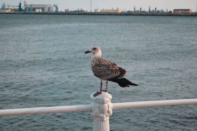 Seagull perching on wooden post in sea