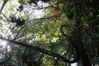 Low angle view of tree against sky