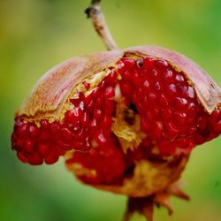 Close-up of strawberries