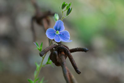 Close-up of flower blooming outdoors